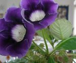 bleu des fleurs en pot Sinningia (Gloxinia) herbeux Photo