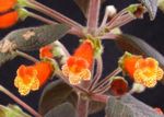 pomarańczowy Pokojowe Kwiaty Kolor trawiaste, Kohleria zdjęcie