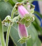 halványlila Beltéri Virágok Fa Csuporka lágyszárú növény, Kohleria fénykép