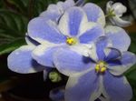 bleu ciel des fleurs en pot Violette Africaine herbeux, Saintpaulia Photo