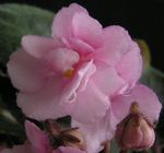 roz Flori de Interior Violet African planta erbacee, Saintpaulia fotografie