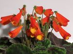 rød Innendørs Blomster Smithiantha urteaktig plante Bilde
