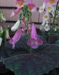 lilac inni blóm Smithiantha herbaceous planta mynd