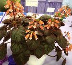 оранжев Интериорни цветове Smithiantha тревисто снимка