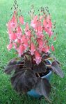 pink Indendørs Blomster Smithiantha urteagtige plante Foto