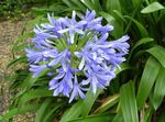 light blue Indoor Flowers African blue lily herbaceous plant, Agapanthus umbellatus Photo