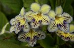 gelb Topfblumen Hals grasig, Streptocarpus Foto