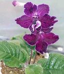 紫 楼花 链球菌 草本植物, Streptocarpus 照