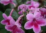 rosa Topfblumen Hals grasig, Streptocarpus Foto