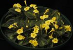 dzeltens Iekštelpu ziedi Episcia zālaugu augs Foto