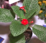 sarkans Iekštelpu ziedi Episcia zālaugu augs Foto