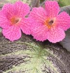rožinis Vidinis gėlės Episcia žolinis augalas Nuotrauka