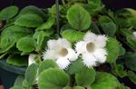 თეთრი შიდა ყვავილები Episcia ბალახოვანი მცენარე სურათი