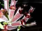 күрең үй гүлдері Эshinantus шөпті, Aeschynanthus Фото