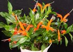 oranje Huis Bloemen Lipstick Plant, , Aeschynanthus foto