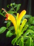 jaune des fleurs en pot Rouge À Lèvres Plante,  herbeux, Aeschynanthus Photo