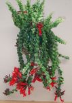 kırmızı Kapalı çiçek Ruj Tesisi,  otsu bir bitkidir, Aeschynanthus fotoğraf