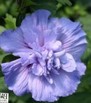 lyse blå Innendørs Blomster Hibiscus busk Bilde
