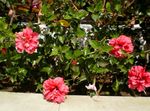 рожевий Кімнатні Квіти Гібіскус (Китайська Троянда) чагарник, Hibiscus Фото