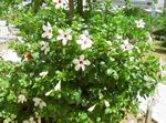 blanc des fleurs en pot Hibiscus des arbustes Photo