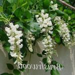 bijela Sobne cvijeće Glicinije lijana, Wisteria Foto