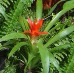 piros Beltéri Virágok Guzmania lágyszárú növény fénykép