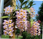 Foto Orquídeas Dendrobium Herbáceas descripción