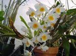 biały Pokojowe Kwiaty Dendrobium trawiaste zdjęcie