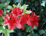 rød Indendørs Blomster Azalea, Pinxterbloom busk, Rhododendron Foto