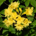 keltainen Sisäilman Kukkia Atsaleat, Pinxterbloom pensaikot, Rhododendron kuva