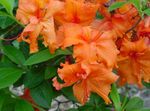 arancione I fiori domestici Azalee, Pinxterbloom gli arbusti, Rhododendron foto