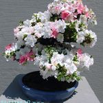 бял Интериорни цветове Азалии, Pinxterbloom храсти, Rhododendron снимка