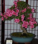 қызғылт үй гүлдері Azalea (Рододендрон) бұта, Rhododendron Фото