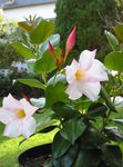 білий Кімнатні Квіти Діпладенія ампельноє, Dipladenia Фото