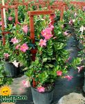 рожевий Кімнатні Квіти Діпладенія ампельноє, Dipladenia Фото