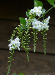 λευκό εσωτερική Λουλούδια Duranta, Σταγόνες Μέλι, Χρυσή Δροσοσταλίδα, Περιστέρι Μούρο δέντρα φωτογραφία