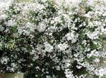 balts Iekštelpu ziedi Jasmīns liāna, Jasminum Foto