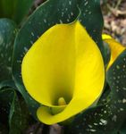 sarı Kapalı çiçek Arum Zambak otsu bir bitkidir, Zantedeschia fotoğraf