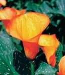 orange Innendørs Blomster Arum Lilje urteaktig plante, Zantedeschia Bilde