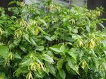 amarelo Flores Internas Ylang Ylang, Perfume Tree, Chanel #5 Tree, Ilang-Ilang, Maramar árvore, Cananga odorata foto