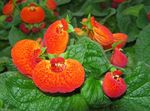 orange Slipper flower herbaceous plant, Calceolaria Photo
