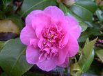 粉红色 茶花 树, Camellia 照