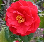 punane Sise Lilled Kameelia puu, Camellia Foto