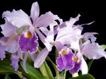 lilla I fiori domestici Orchidea Cattleya erbacee foto