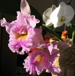 Bilde Cattleya Orkide Urteaktig Plante beskrivelse