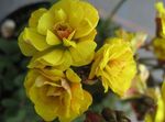 giallo I fiori domestici Oxalis erbacee foto