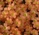 ფორთოხალი შიდა ყვავილები Oxalis ბალახოვანი მცენარე სურათი