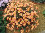 arancione I fiori domestici Oxalis erbacee foto
