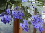 gaiši zils Iekštelpu ziedi Clerodendron krūms, Clerodendrum Foto