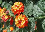 arancione I fiori domestici Lantana gli arbusti foto